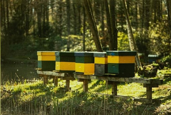 Quelles sont les meilleures pratiques pour déménager une ruche d'abeilles?